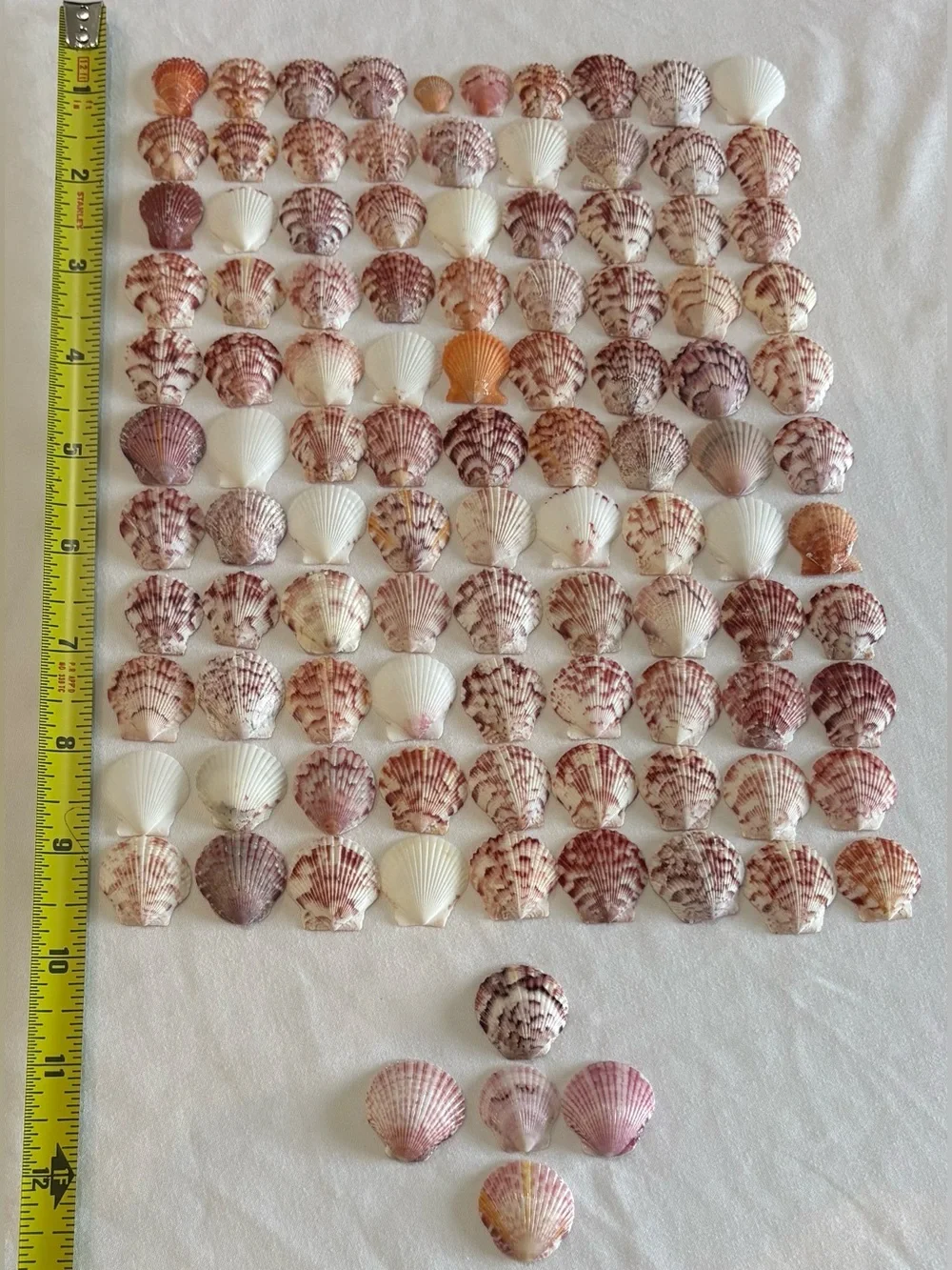 105 LOT SEA SHELLS SANIBEL FL SCALLOP SMALL TINY MIXCOLOR CRAFT COLLECT SCALLOPS
